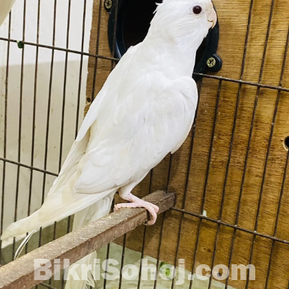 Cockatiel